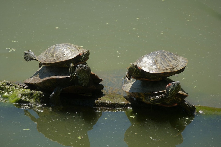 Central Park: A Green Oasis In the Heart of New York and its Secrets