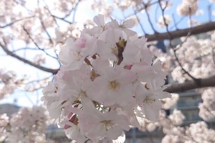 Eat and drink like Yokohama locals: ONLY 30 mins from Tokyo