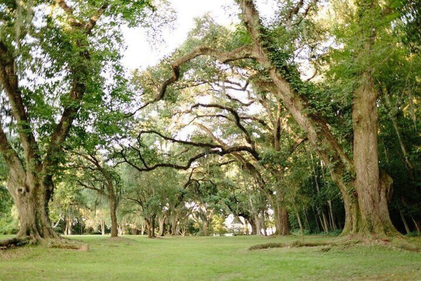 Myrtles Plantation Daytime Historical Tour