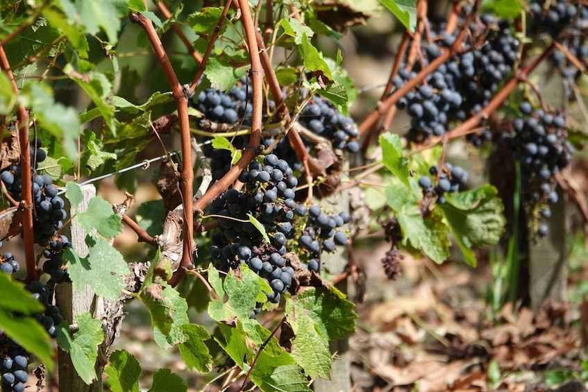 Picture 6 for Activity St. Emilion: Half Day E-Bike & Wine Tour with Wine & Cheese