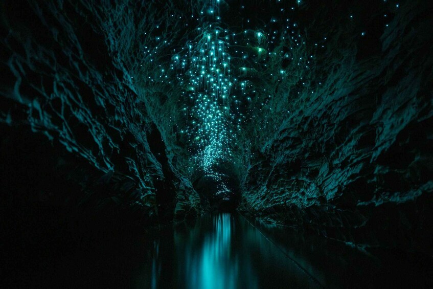 Picture 3 for Activity The Waitomo Experience : Okahua Glowworm Cave Tour
