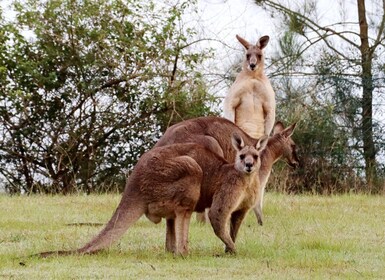 Wild Kangaroos & Blue Mountains private tour
