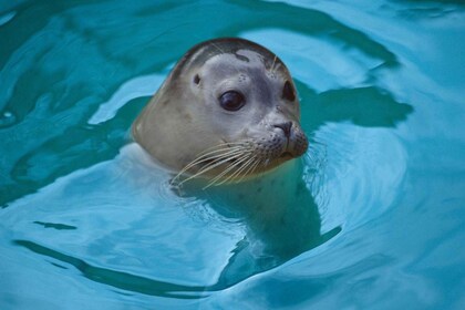 Blankenberge: SEA LIFE Entry Ticket
