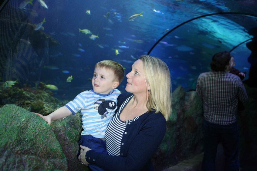 Picture 1 for Activity Blankenberge: SEA LIFE Entry Ticket