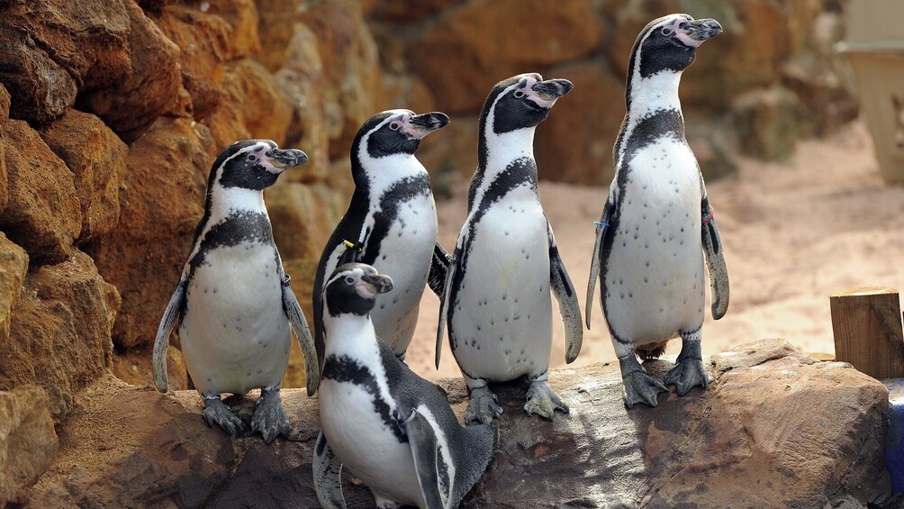 SEA LIFE Scheveningen Admission Ticket