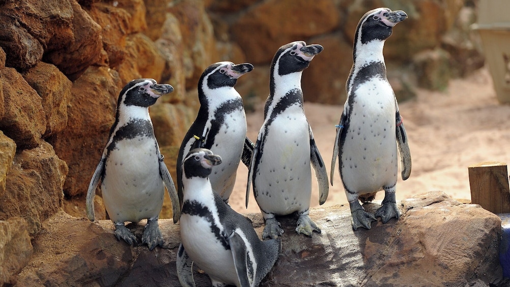SEA LIFE Scheveningen Admission Ticket