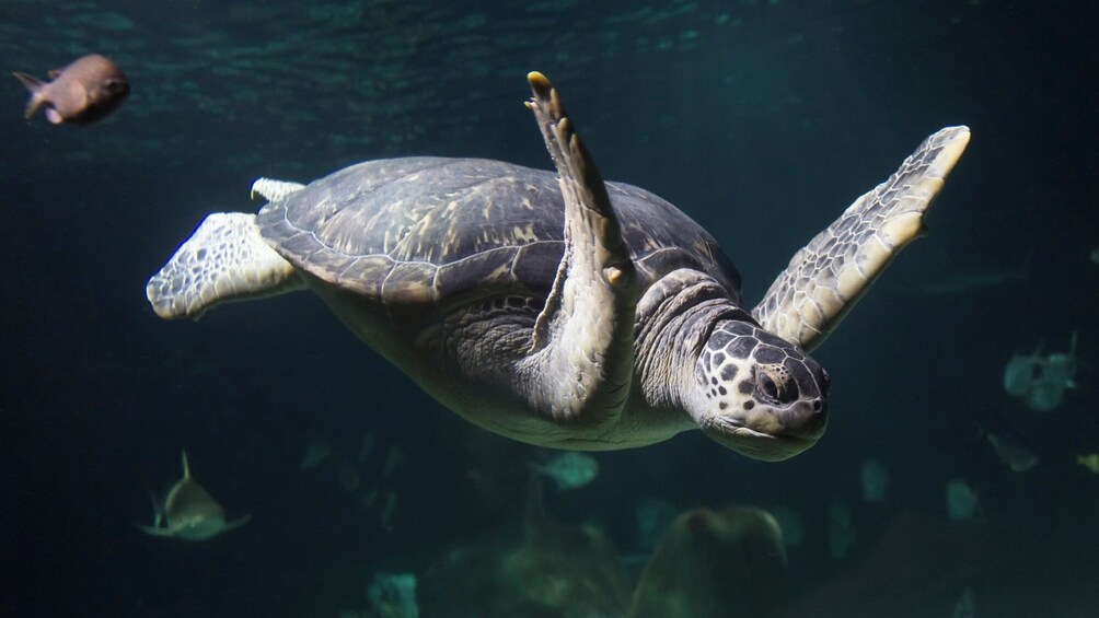 SEA LIFE Scheveningen Admission Ticket