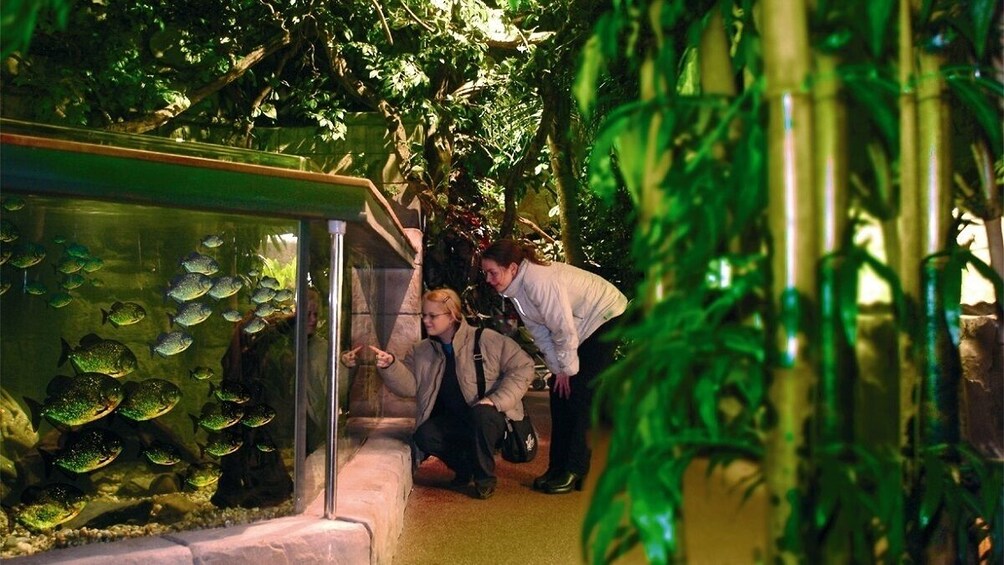 SEA LIFE Scheveningen Admission Ticket