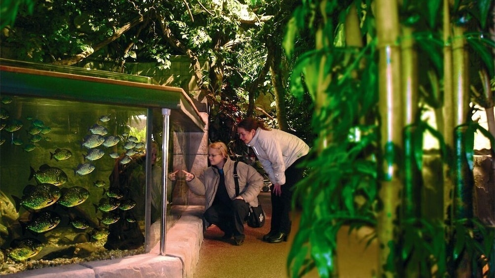 SEA LIFE Scheveningen Admission Ticket