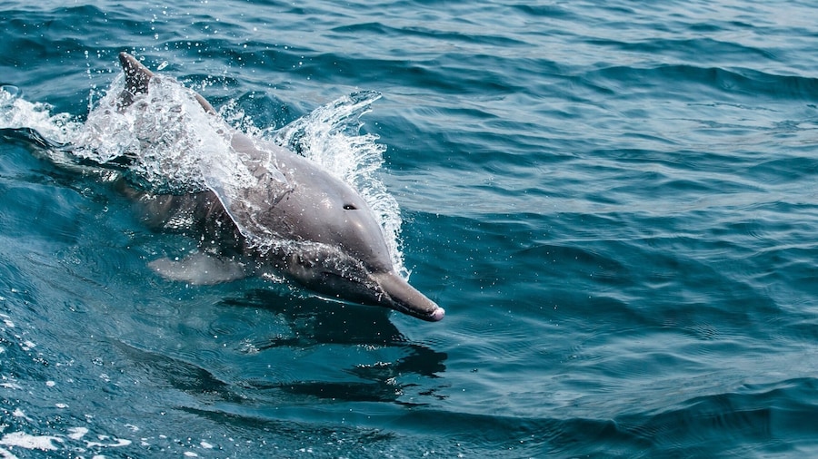 Discover Dolphins