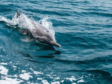 Discover Dolphins