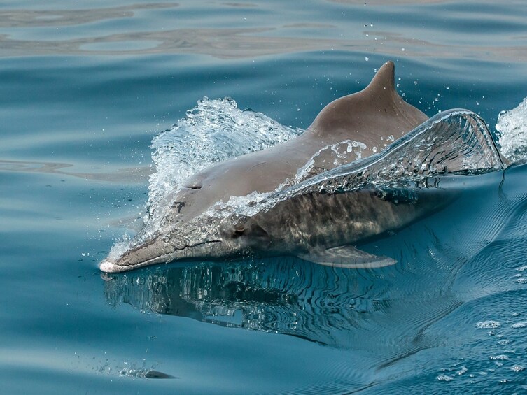 Discover Dolphins