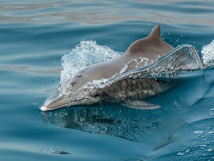 Discover Dolphins