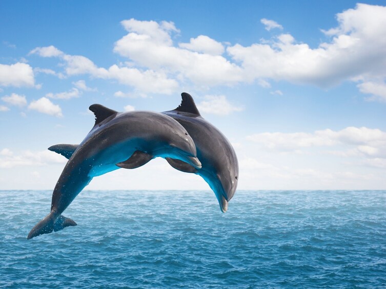 Discover Dolphins