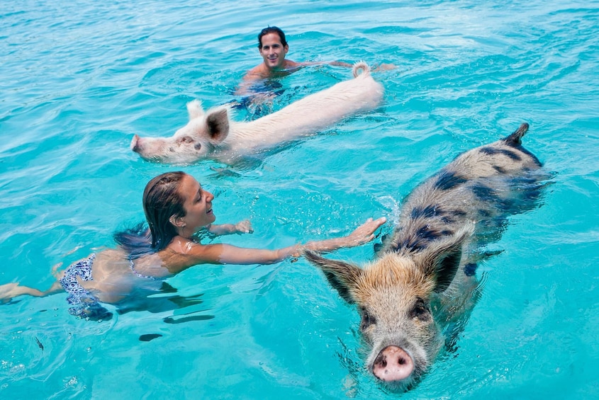 Exuma Full Day Swimming Pigs Powerboat Adventure