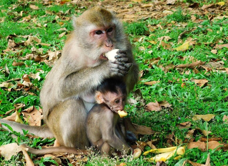 Picture 13 for Activity Khao Sok Jungle Day Trip - Jungle Trekking & Bamboo Rafting