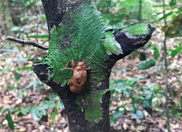 Picture 9 for Activity Khao Sok Jungle Day Trip - Jungle Trekking & Bamboo Rafting