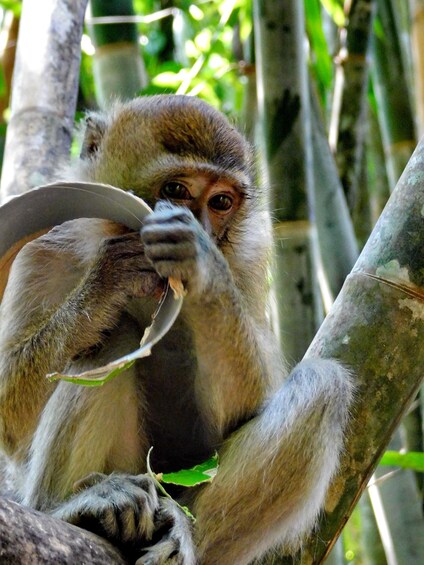 Picture 17 for Activity Khao Sok Jungle Day Trip - Jungle Trekking & Bamboo Rafting