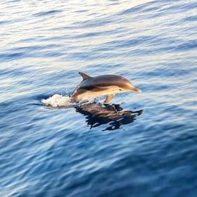 Giardini Naxos: Dolphin Searching Sunset Boat Tour