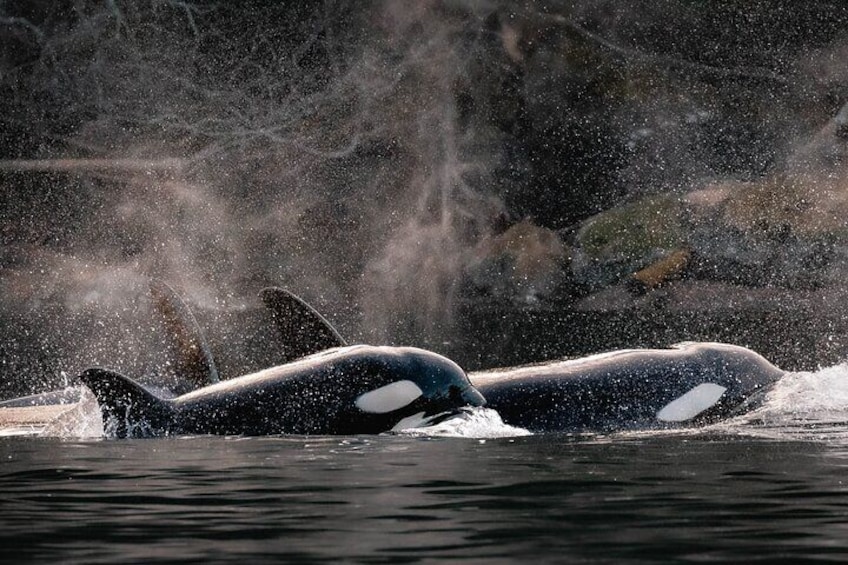 Nanaimo Private Whale Watching