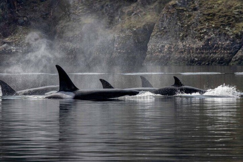 Nanaimo Private Whale Watching