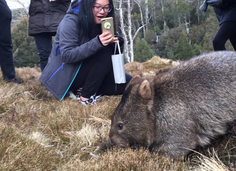 Picture 2 for Activity Hobart to Cradle Mountain to Launceston