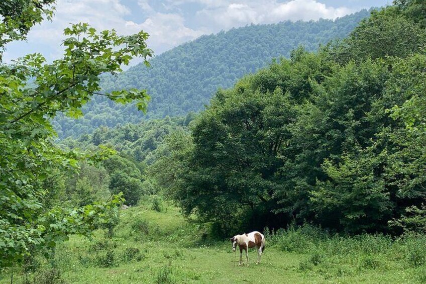 Hiking in Dilijan National Park From Parz Lake to Goshavank