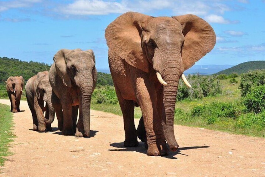 Garden Route 3 Day Adventure