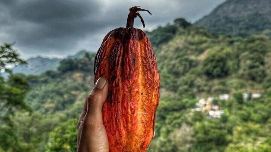 COCOA