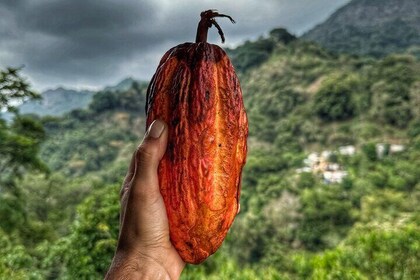 Ontdek de natuur, cultuur en het avontuur van Minca in de Sierra Nevada