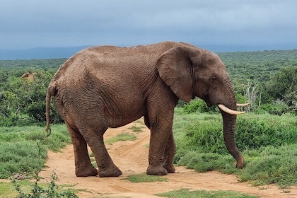 Full Day Addo Elephant National Park