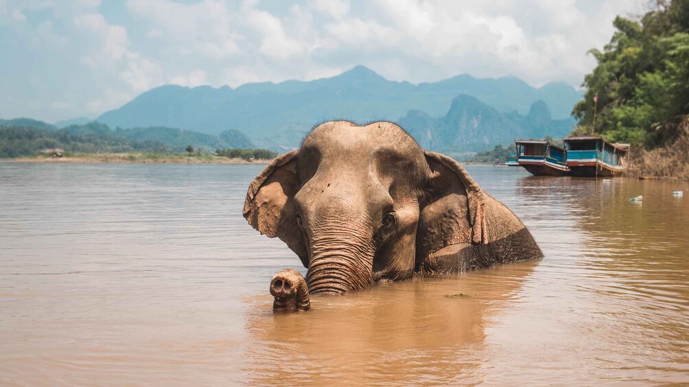 Picture 15 for Activity Luang Prabang: Cruise to Pak Ou Caves & Kuang Si Waterfalls