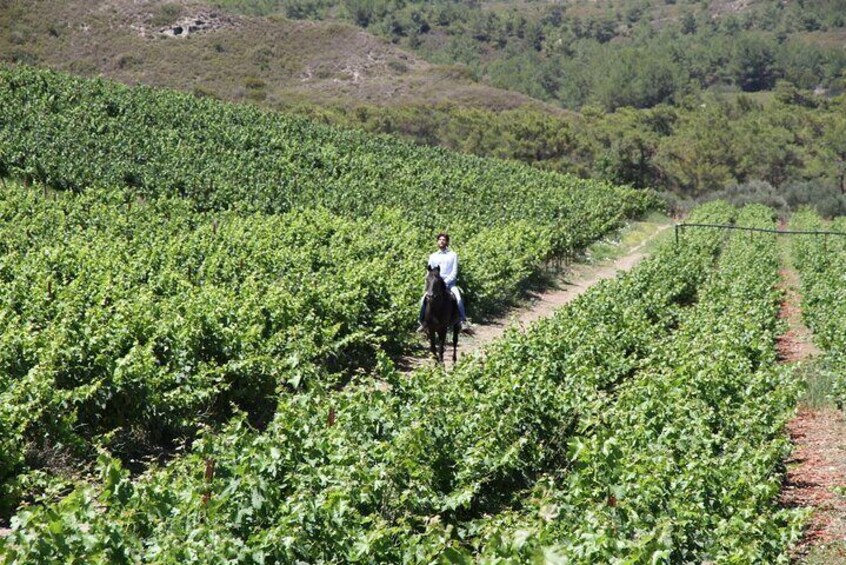 Wine tasting in Rhodes, inside the vineyards with the Producer