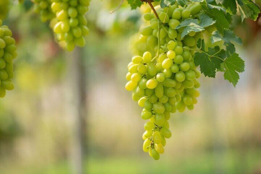Wine tasting in Rhodes, inside the vineyards with the Producer