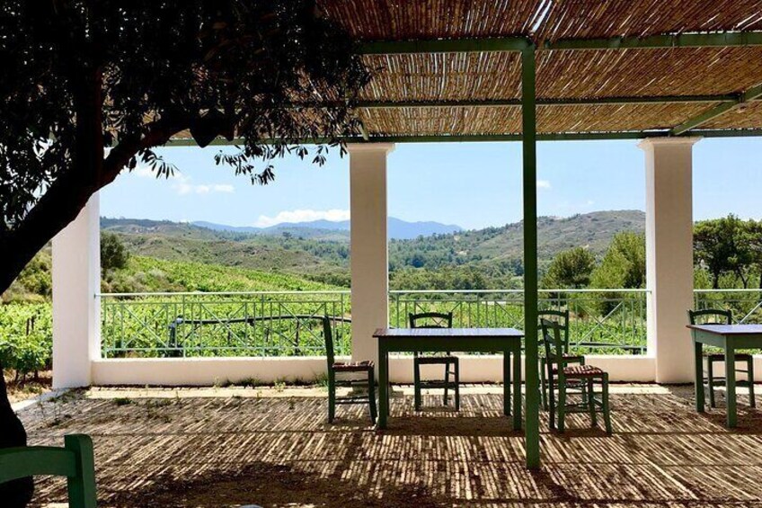 Wine tasting in Rhodes, inside the vineyards with the Producer