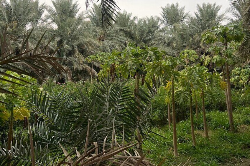 Al Ahsa Full city tour