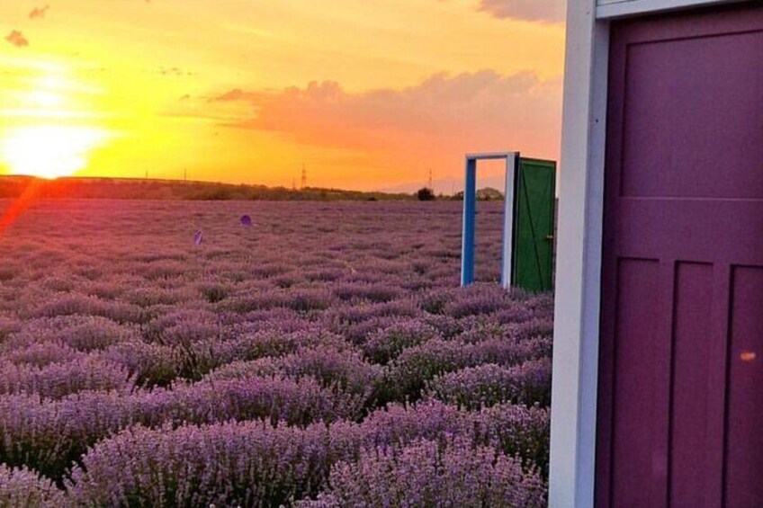 Gabala Lavender Fields Tour