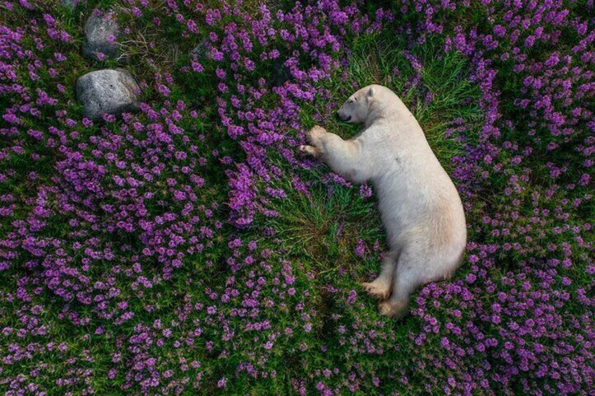 Gabala Lavender Fields Tour