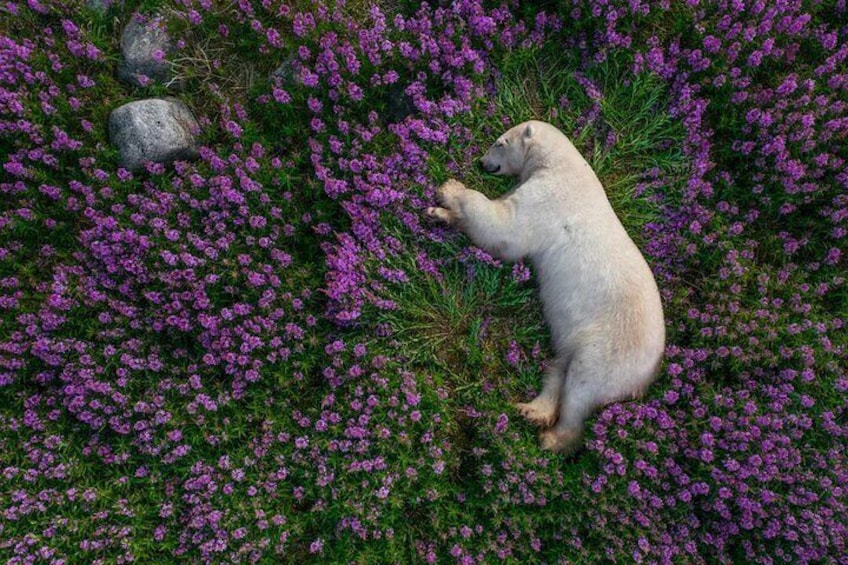 Gabala Lavender Fields Tour