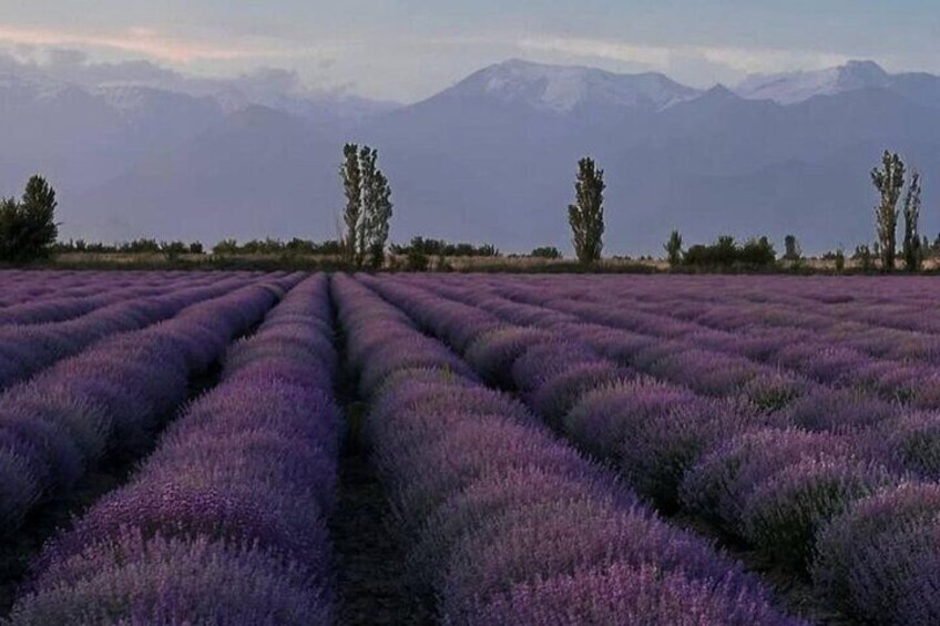 Gabala Lavender Fields Tour