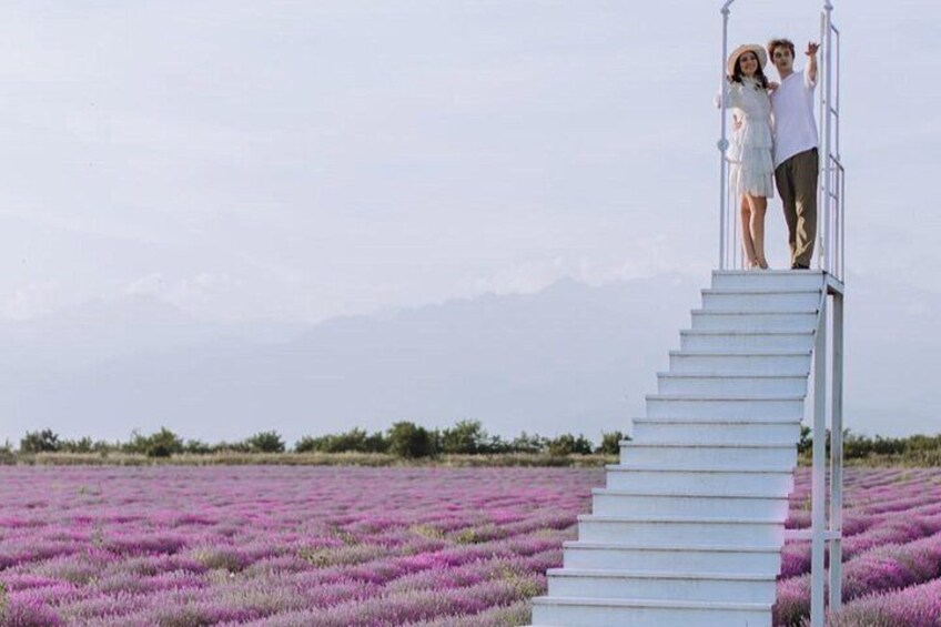 Gabala Lavender Fields Tour