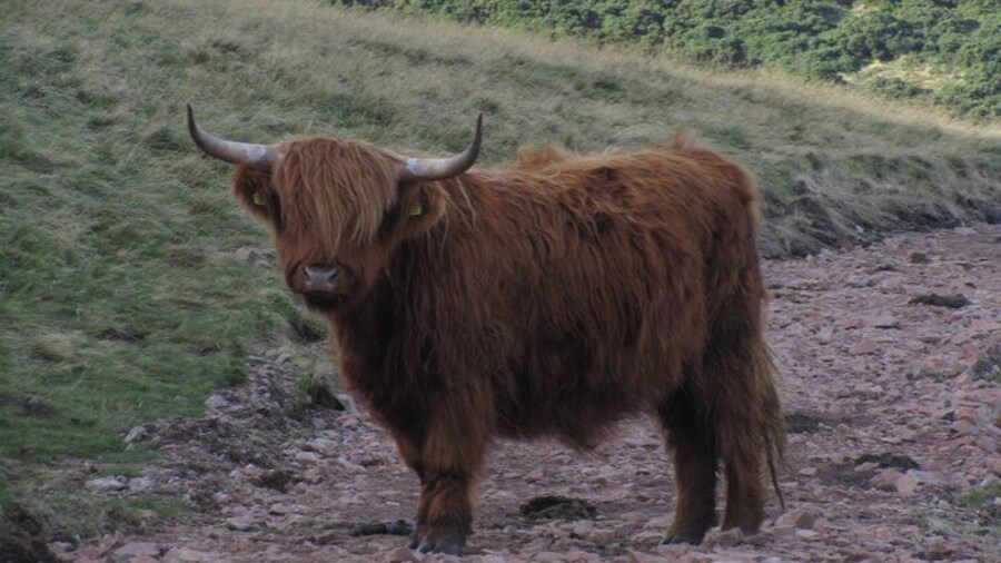 Sometimes we meet the Highland cows right on our trail