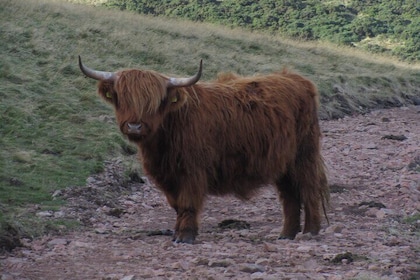 Guided hike in Edinburgh's Pentland Hills