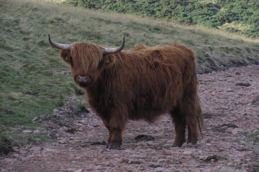 Sometimes we meet the Highland cows right on our trail