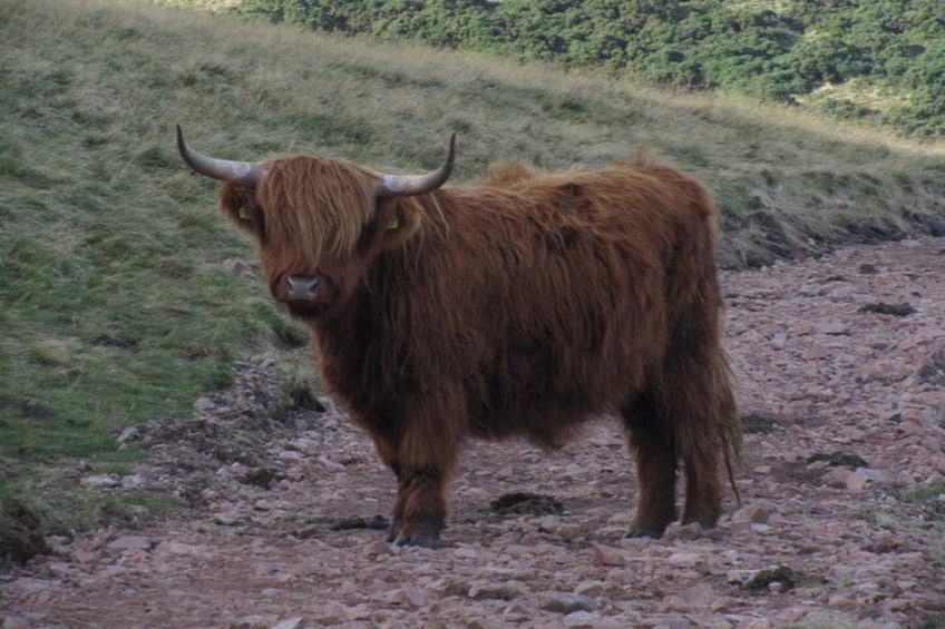 Sometimes we meet the Highland cows right on our trail