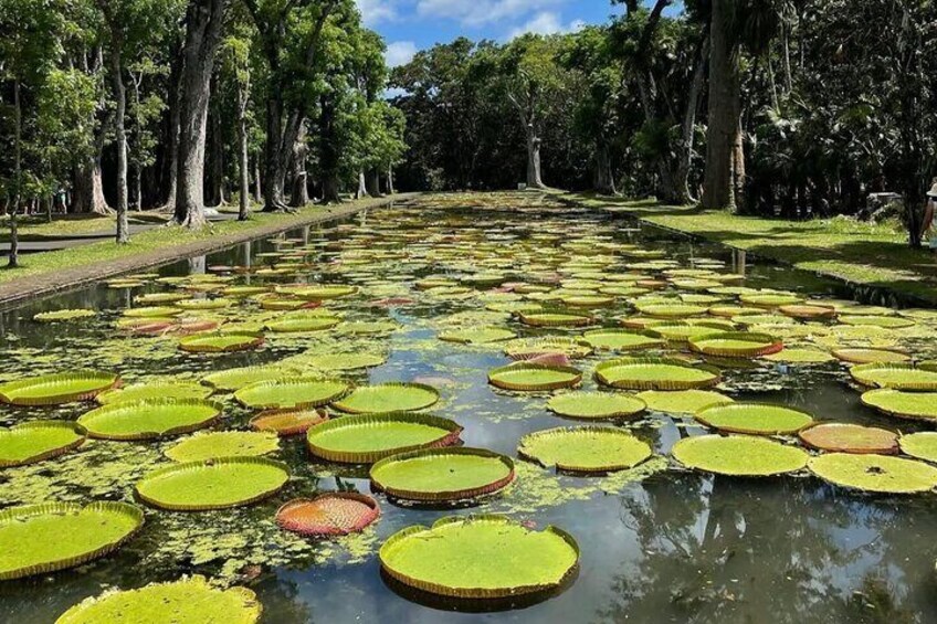 Private All Inclusive North Visit Of Mauritius With Lunch