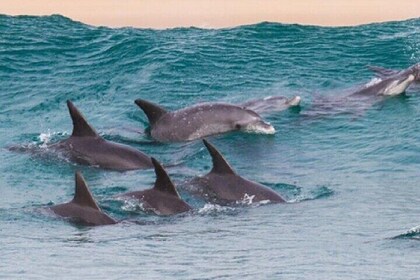 Dolphin & Snorkelling Adventure with Transfers – Half-Day-Zanzibar