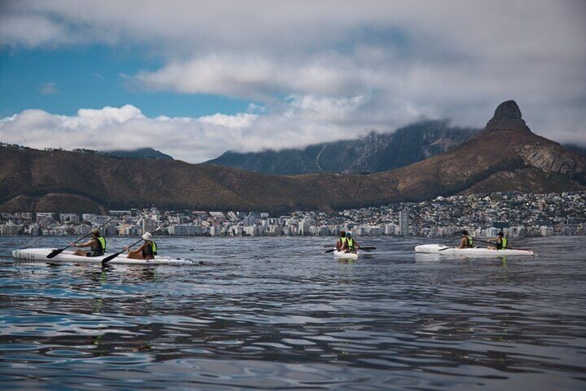 Dolphin And Ocean Wildlife Kayaking Adventure on Promenade