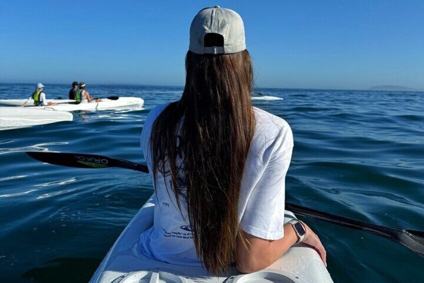 Dolphin And Ocean Wildlife Kayaking Adventure on Promenade