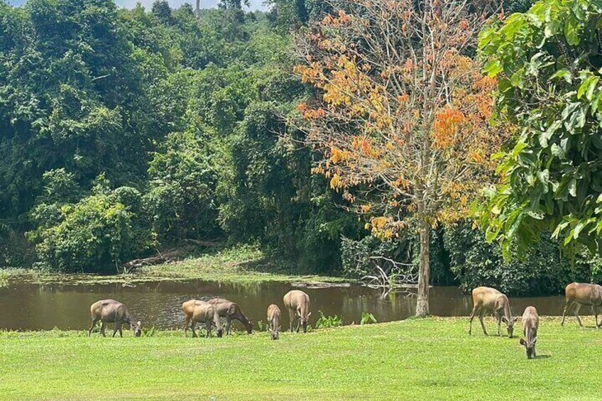 Khaoyai National Park Hiking and Haew Suwat Waterfall